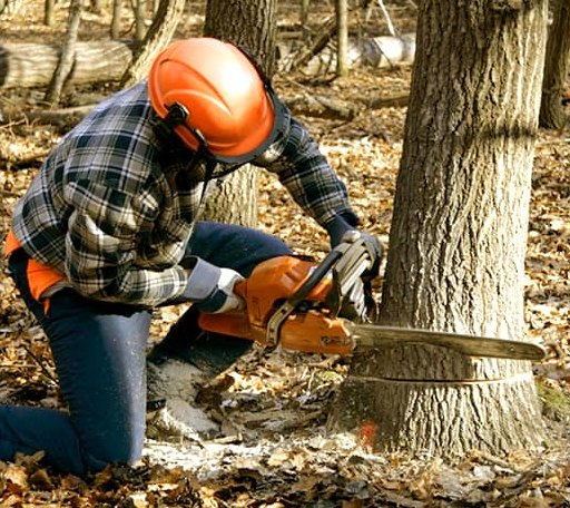 Tree Removal in Georgetown, LA